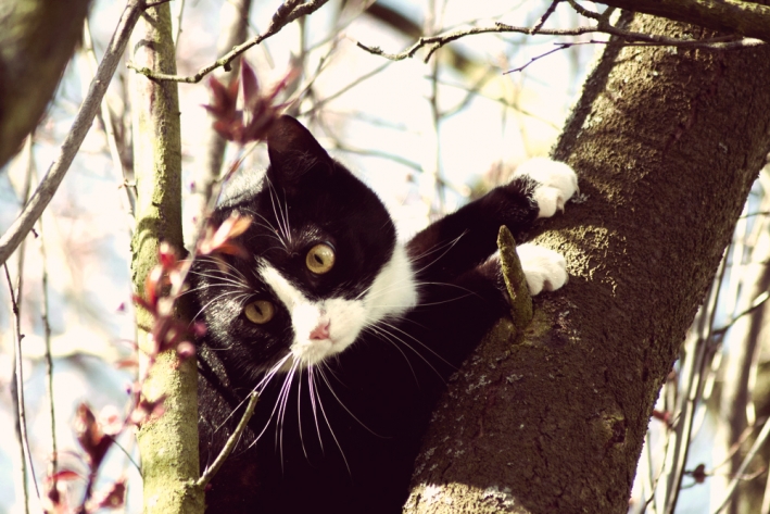 Brauche ich eine Katzenklappe mit Chip